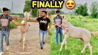 FINALLY White Horse Ko Bahar Le Aaye Lekin🤕 HORSE AGGRESSION [upl. by Tillfourd]