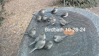 Birdbath Video 10 28 24 3 HD 1080p [upl. by Humpage64]