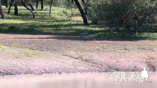 Leopard Charge on Warthog  AfricaHuntingcom [upl. by Sherrard]