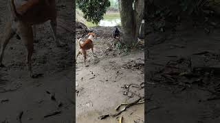 dog sounds angry shorts youtube viral [upl. by Secrest676]