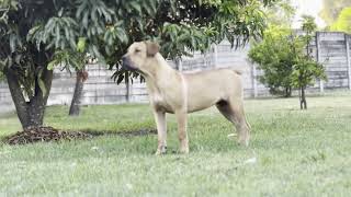 Real Boerboels  Adventurous Boerboel Puppies Encounter Garden Surprises 8 Months Old [upl. by Annail]