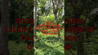 Forsale 9000sqm 550sqmclean titled located at tiaong Quezon sellingland buyers landlot [upl. by Eerb]