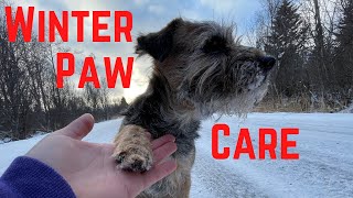 Should You Use Paw Wax or Booties  How to Care for Dog Paws While Winter Hiking [upl. by Cedric]