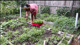 When The Heats On A July 2022 Garden Tour yaje ngala [upl. by Mccarty]