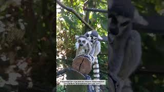 Naissances de bébés Maki Cattas au Zoo de Guadeloupe [upl. by Ttebroc798]