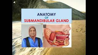 Anatomy of submandibular salivary gland [upl. by Latona]