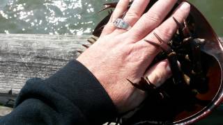 Can Horseshoe crabs hurt you Horseshoe crab attack watch my hand [upl. by Head777]