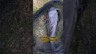 HOW TO Catch BIG Catfish From The BANK shorts fishing catfish [upl. by Alleahcim]