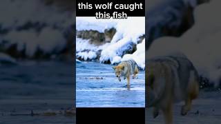 This Wolf Caught This Fish shorts [upl. by Karia]