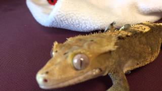 Crested gecko chirping and exploring [upl. by Lira]