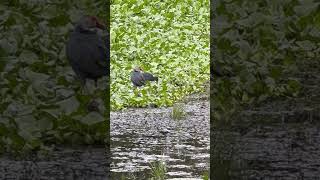 Purple swamphen and its habitat [upl. by Assetan483]