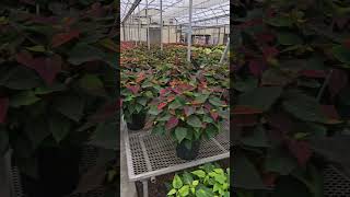 Poinsettia Production poinsettia plantnurseryvisit plantnursery [upl. by Zashin]