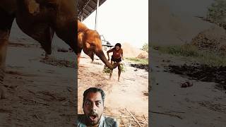 Ye Kya Kiya Elphant Ne funny elephant animals angryelephant comedy [upl. by Jodi117]