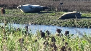 The Wildlife at Teesmouth National Nature Reserve is Amazing nature seals [upl. by Dyana]