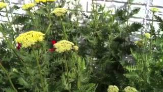 5 Tips to Grow Golden Yarrow Garden lowmaintenance [upl. by Innes]