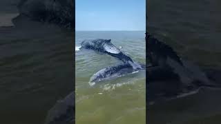 Bultrug aangespoeld op zandplaat in Waddenzee [upl. by Wolfort616]