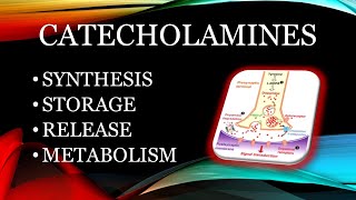 Catecholamines  synthesis storage release and metabolism [upl. by Ylek]