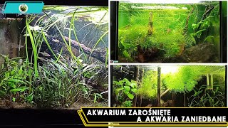 Akwarium Zarośnięte A Akwaria Zaniedbane [upl. by Leitnahs]