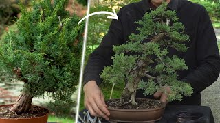 Design a Juniper Bonsai [upl. by Aillicec]