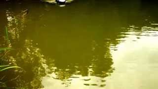 Anatec PAC carp fishing bait boat demo exclusive to baitboatsnet [upl. by Risteau945]