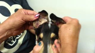 Shelleys Collie Ear Taping Video [upl. by Illib919]