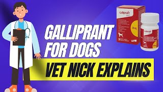 Galliprant for Dogs  Vet nick Horniman explains how it works and how to buy it affordably [upl. by Cranford]