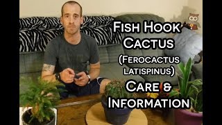 Fish Hook Cactus  Care and Information Ferocactus latispinus [upl. by Adamina]