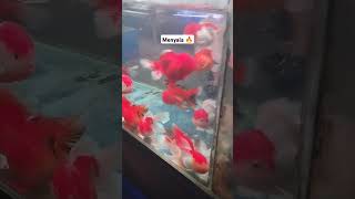 Ikan Mas Koki Oranda merah aquariumfish jangkauanluas fyp viral shorts [upl. by Faletti]