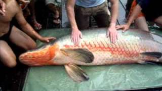 river monster giant arapaima 220kg484lbs caught at bungsamran fishing park thailand [upl. by Ennahtebazile]