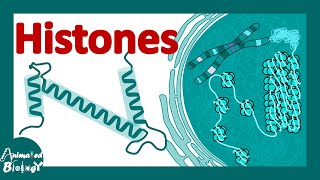 Histones  histones and nucleosomes  histone modification  structure of histones [upl. by Kristen]