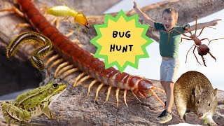 CENTIPEDE and much more HUNT bushandtide [upl. by Marino]