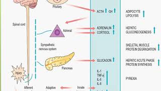 Surgical principles Systemic Response to injury and metabolic support [upl. by Esmerelda767]