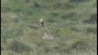 Busard des roseaux  Marsh Harrier  Rohrweihe  Circus aeruginosus [upl. by Akimaj]