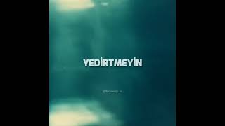 Norm Ender  Kediler Aslan Olmaz lyrics edit [upl. by Vivien]