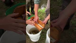 Electrofishing in the Neponset River [upl. by Enialem]