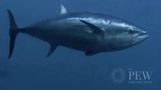 Behind the Mediterranean Bluefin Tuna Trade  Pew [upl. by Gerard]