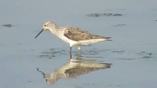 Common Greenshank Tringa nebularia  Budai Salt Pans Taiwan [upl. by Elizabet]