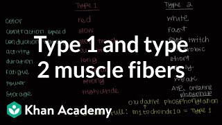 Type 1 and type 2 muscle fibers  Muscularskeletal system physiology  NCLEXRN  Khan Academy [upl. by Nairrod83]