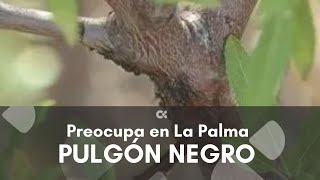 El pulgón negro en los almendros preocupa en La Palma [upl. by Wadell999]