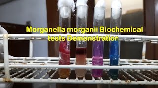 Morganella morganii Biochemical tests Demonstration [upl. by Viking859]