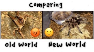 OLD WORLD vs NEW WORLD tarantulas  QampA [upl. by Oniliuqnart570]