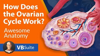 How Does the Ovarian Cycle Work [upl. by Hamnet279]