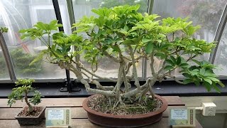 Best Beginner Bonsai Trees – Dwarf Schefflera [upl. by Olympia]