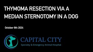 Thymoma Resection via Median Sternotomy in a Dog 20241008 [upl. by Doownel]