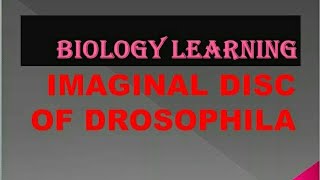 Dissection of Imaginal Discs from 3rd Instar Drosophila Larvae [upl. by Burris]