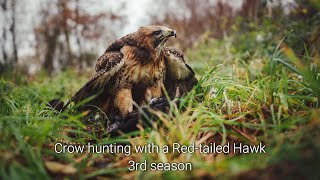 Car hawking with a Redtailed Hawk our 3rd season  Part I [upl. by Cordelia]