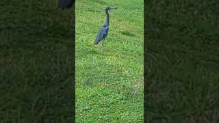 Delightful Little Blue Heron Stares at Lake Listening to Boat Tailed Grackles at Solary Park [upl. by Sephira]