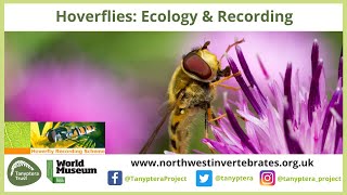 UK Hoverflies Diptera Syrphidae Ecology and Recording [upl. by Kcirddot]