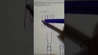 mechanism of peristalsis [upl. by Kcirdnekal]