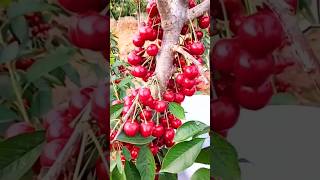 New technique for growing cherry tree cherry cherrygrafting farming viral shorts [upl. by Cahra702]